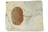 Fossil Leaf (Zizyphoides) - Montana #190456-1